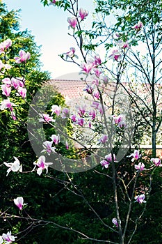 Magnolia tree blossom. Blossom magnolia branch.
