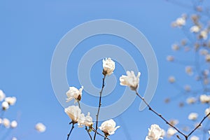 Magnolia tree blossom with blue sky background. White flowers, copy space.