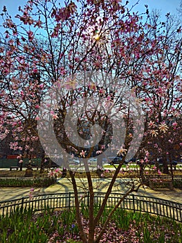 Magnolia tree in blossom in Bucharest