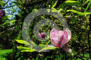 Magnolia tree blossom close-up