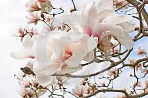 Magnolia tree blossom