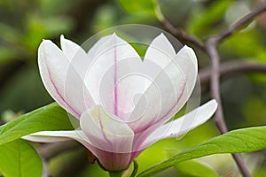 Magnolia tree blossom closeup