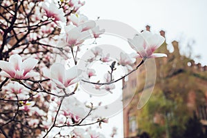 Magnolia tree blossom outdoors spring time
