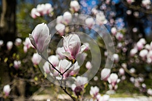 Magnolia tree blossom in spring park garden