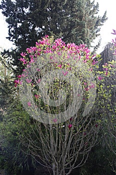 Magnolia tree blossom in springtime. tender pink flowers bathing in sunligh