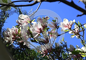 Magnolia tree blossom in springtime. tender pink flowers bathing in sunligh