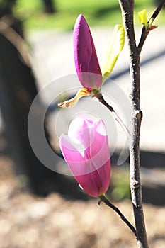 Magnolia tree blossom in springtime. tender pink flowers bathing in sunlight