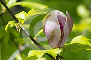 magnolia tree blossom in springtime. tender pink flowers bathing in sunlight. Spring floral background.