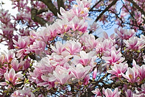 Magnolia tree blossom in springtime. tender pink flowers bathing in sunlight. warm may weather. Blooming magnolia tree in spring,