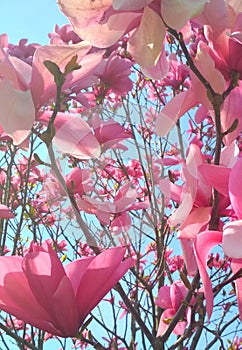 Magnolia tree in blossom, tender rosy flowers