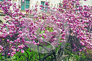 Magnolia tree blossoms in spring