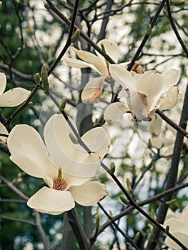 Magnolia tree branch with delicate white flowers close up in garden spring time. Bright blossom blurred bokeh background