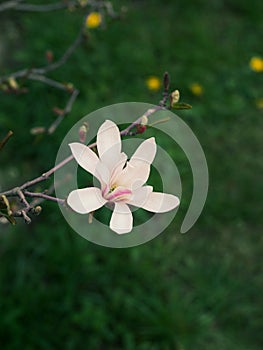 Magnolia tree branch with delicate white flowers close up in garden spring time. Bright blossom blurred bokeh background