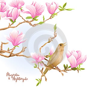 Magnolia tree branch with flowers and nightingale