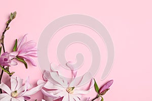 Magnolia tree branches with beautiful flowers on pink background, flat lay. Space for text
