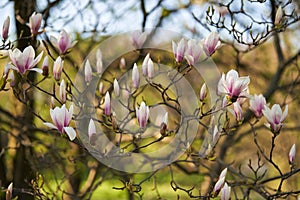 Magnolia tree capture during spring walk in the garden. Soft, white and pink magnolia flowers