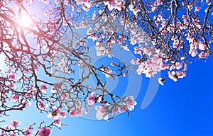 Magnolia tree with colorful purple flowers in the spring season. Beautiful pink magnolia petals on blue sky background. Branch of