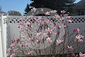 A Magnolia tree covered in light and dark pink flowers and buds, in the spring, in Trevor, Wisconsin