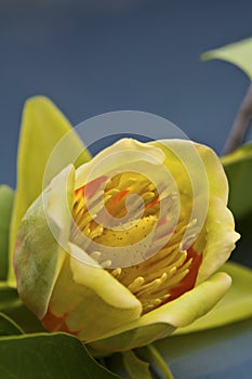 Magnolia tree flower