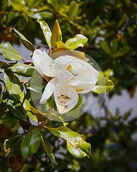 Magnolia tree flower and bees closeup springtime pollination