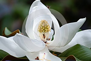 Magnolia tree flower and bees closeup springtime pollination