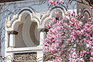 Magnolia tree flower blooming in spring time in the city garden