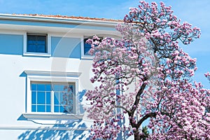 Magnolia tree flower blooming in spring time in the city garden