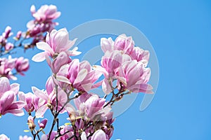 Magnolia tree flower blooming in spring time in the city garden