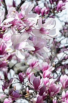 Magnolia tree flower blooming in spring time in the city garden