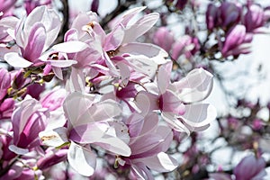 Magnolia tree flower blooming in spring time in the city garden