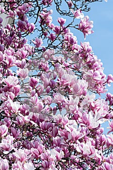 Magnolia tree flower blooming in spring time in the city garden