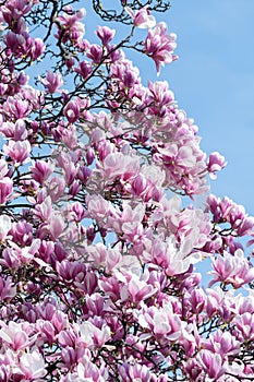 Magnolia tree flower blooming in spring time in the city garden