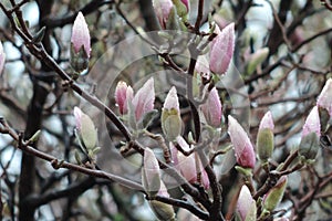 Magnolia Tree Flower Buds after the Rain