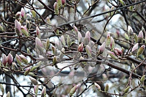 Magnolia Tree Flower Buds after the Rain