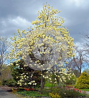 Magnolia tree flower is a large genus of about 210 flowering plant