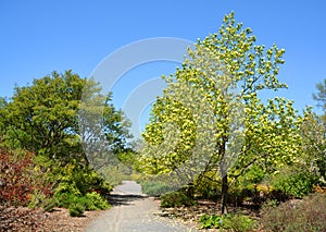 Magnolia tree flower is a large genus of about 210 flowering plant species