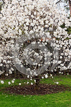 Magnolia tree flowering in spring