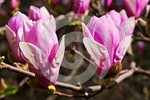 Magnolia tree flowers