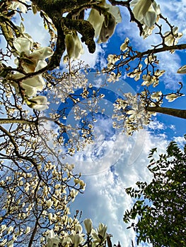 magnolia tree with flowers against a blue sky
