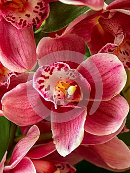 Magnolia tree flowers in blossom