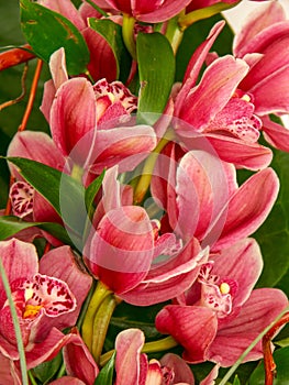 Magnolia tree flowers in blossom