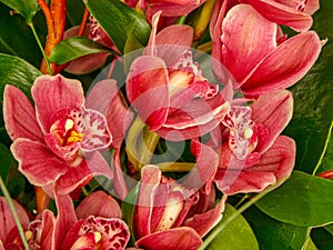 Magnolia tree flowers in blossom