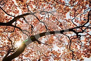 Magnolia tree flowers blossom in spring