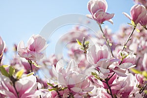 Magnolia tree flowers blossom in spring , blue sky