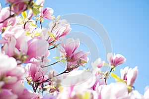 Magnolia tree flowers blossom in spring , blue sky