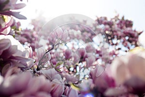 Magnolia tree flowers blossom in spring , blue sky