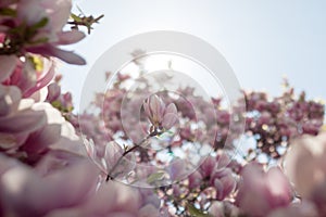 Magnolia tree flowers blossom in spring , blue sky
