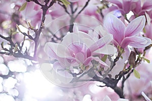 Magnolia tree flowers blossom in spring , sunshine