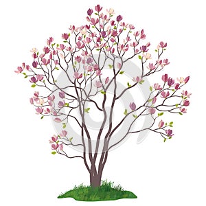 Magnolia Tree with Flowers and Grass photo