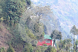 Magnolia tree flowers in the month of spring with small cottage